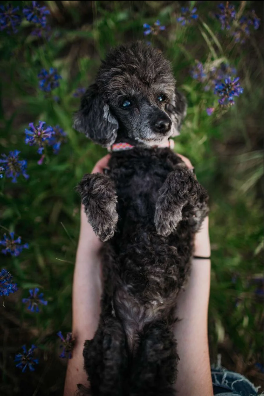 2 Customs For Nichole Miller