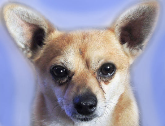 add AB CUSTOM For Unusual Simulation Artist: pet photo edited by Jadeikens